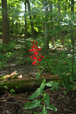 Lobelia cardinalis (Cardinal Flower)