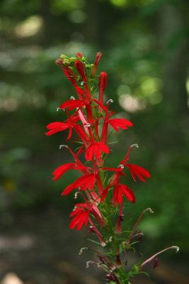 Lobelia cardinalis (Cardinal Flower)