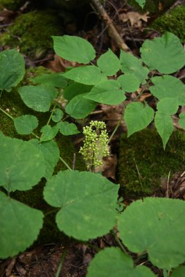 Aralia racemosa- False Spikenard