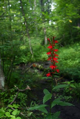 Lobelia cardinalis (Cardinal Flower)