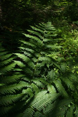 Dryopteris goldiana- Goldie's Wood Fern