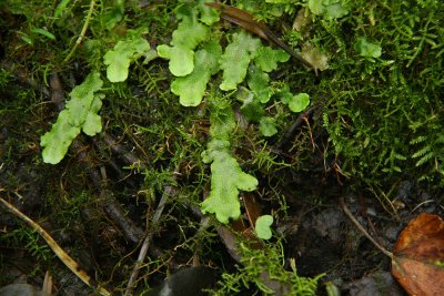 Conocephalum conicum- Scented Liverwort