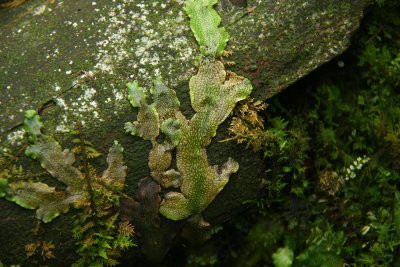 Conocephalum conicum- Scented Liverwort