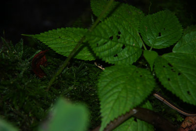 Eastern Ribbon Snake