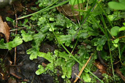 Conocephalum conicum- Scented Liverwort