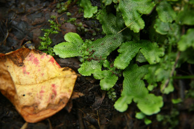 Conocephalum conicum- Scented Liverwort