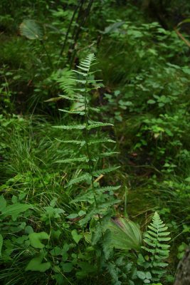 Dryopteris cristata- Crested Woodfern
