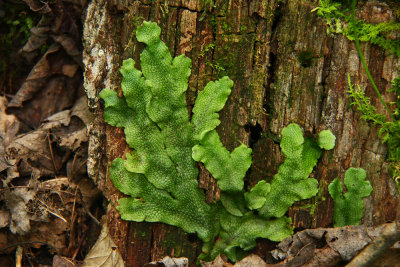 Conocephalum conicum- Scented Liverwort