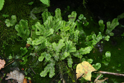 Conocephalum conicum- Scented Liverwort