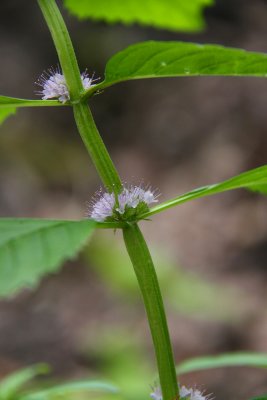 Mentha arvensis- Wild Mint