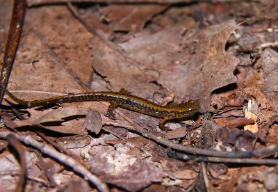 Long-tailed Salamander