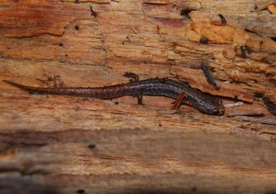 Four-toed Salamander