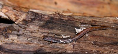 Four-toed Salamander