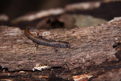 Four-toed Salamander