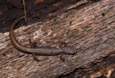 Four-toed Salamander