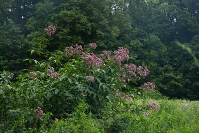 Eupatorium fistulosum- Hollow-stemmed Joe Pye Weed