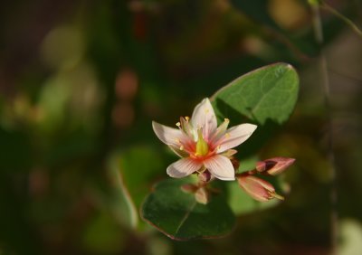Triadenum virginicum- Marsh St. John's Wort