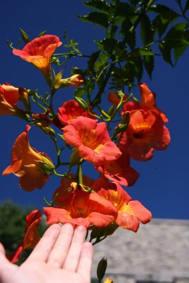 IMG_2175.jpg