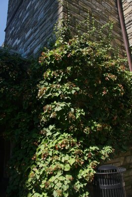 IMG_2219.jpg