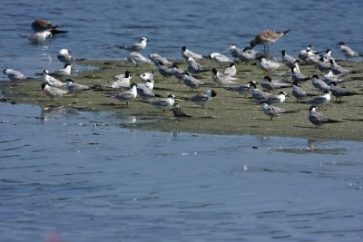 Black Tern