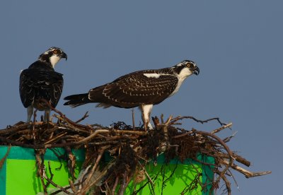 Trip aboard the Osprey-08/20/11