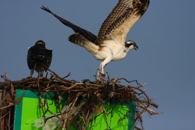 Ospreys!