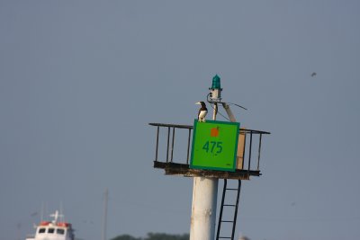 BROWN BOOBY IN NJ!