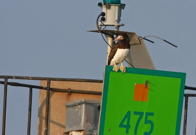BROWN BOOBY IN NJ!