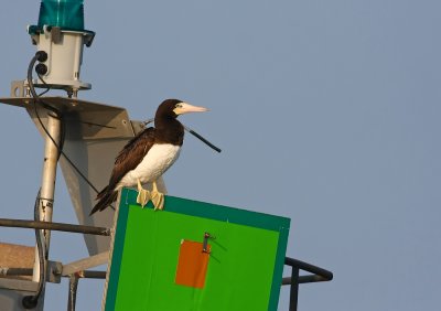 BROWN BOOBY IN NJ!