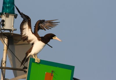 BROWN BOOBY IN NJ!