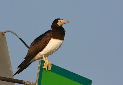 Brown Booby