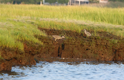 Yellow-crowned Night Heron