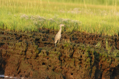 Yellow-crowned Night Heron