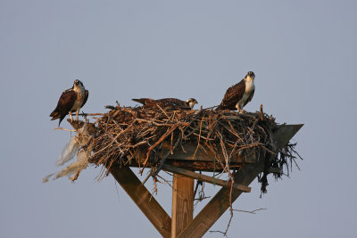 Ospreys