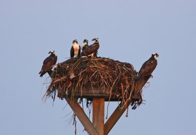 Osprey family!