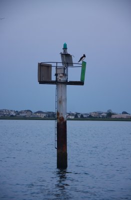 BROWN BOOBY IN NJ!