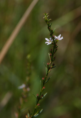 Lythrum lineare- Wand Lythrum