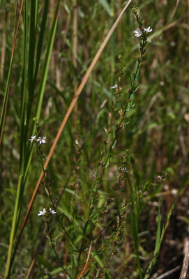 Lythrum lineare- Wand Lythrum