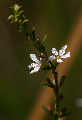 Lythrum lineare- Wand Lythrum