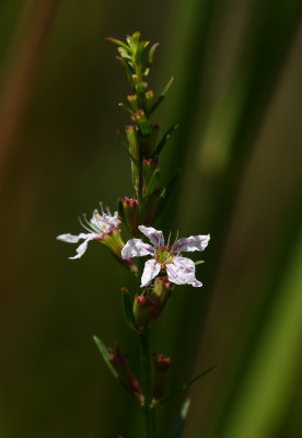 Lythrum lineare- Wand Lythrum