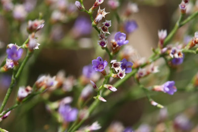 Limonium carolinianum- Sea Lavender