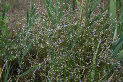 Limonium carolinianum- Sea Lavender