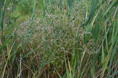 Limonium carolinianum- Sea Lavender