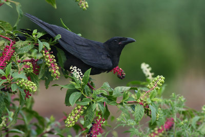Fish Crow