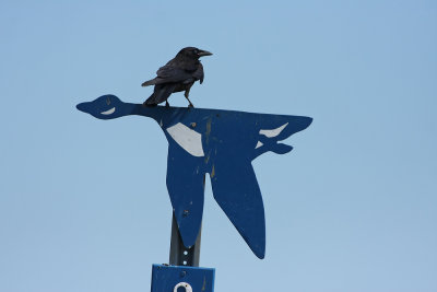 Fish Crow