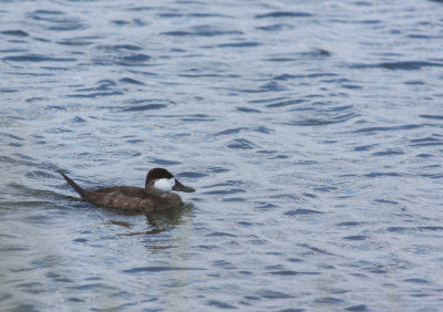 Ruddy Duck