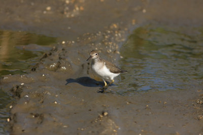 Spotted Sandpiper