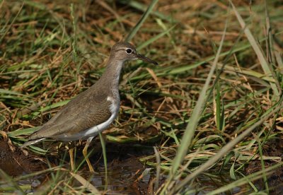 Spotted Sandpiper