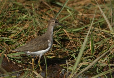 Spotted Sandpiper