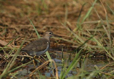 Spotted Sandpiper